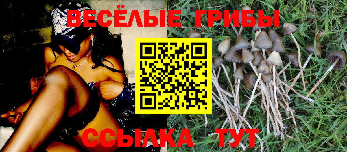 Гай  Галлюциногенные грибы ЛСД  Галлюциногенные грибы мицелий  купить наркоту  Вход с VPN 